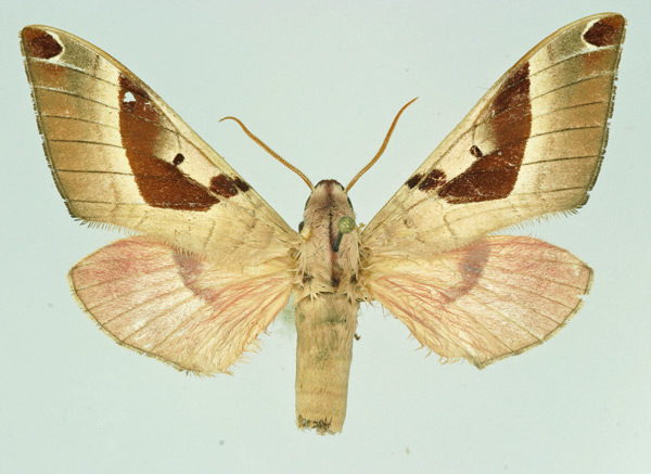 /filer/webapps/moths/media/images/O/occidentalis_Ceridia_AM_Basquin.jpg