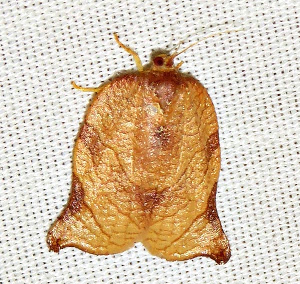 /filer/webapps/moths/media/images/O/occidentalis_Choristoneura_F_Braun_03.jpg