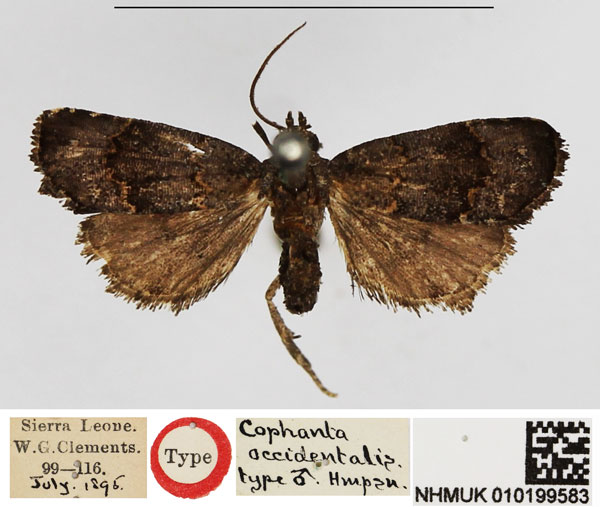 /filer/webapps/moths/media/images/O/occidentalis_Cophanta_HT_NHMUK.jpg