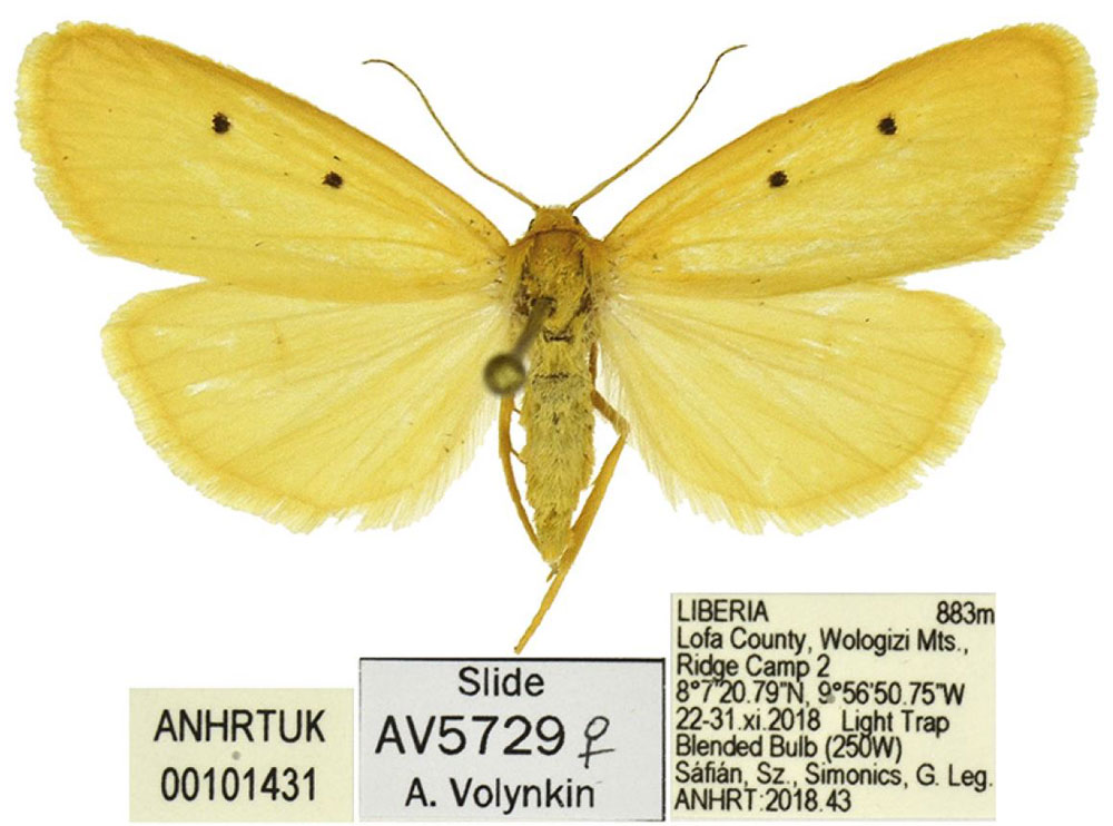 /filer/webapps/moths/media/images/O/occidentalis_Cyana_PTF_ANHRT.jpg