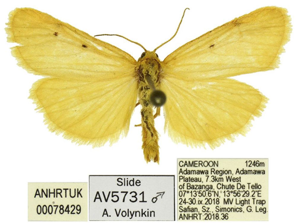 /filer/webapps/moths/media/images/O/occidentalis_Cyana_PTM_ANHRT.jpg