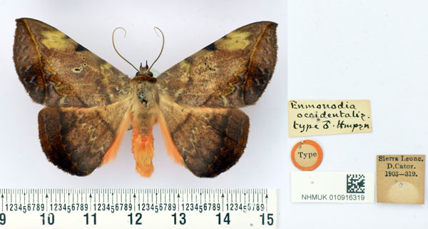 /filer/webapps/moths/media/images/O/occidentalis_Enmonodia_HT_BMNH.jpg