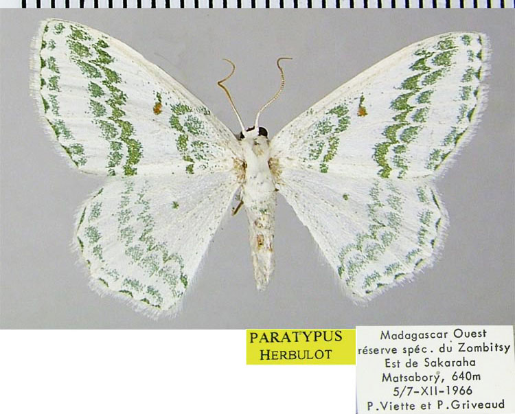 /filer/webapps/moths/media/images/O/occidentalis_Epigelasma_PTF_ZSMa.jpg