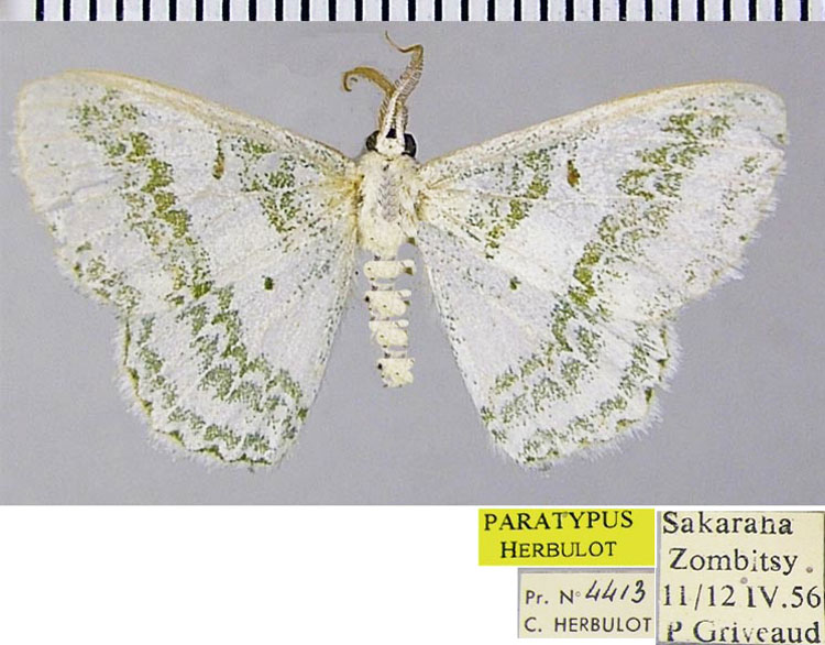 /filer/webapps/moths/media/images/O/occidentalis_Epigelasma_PTM_ZSM.jpg