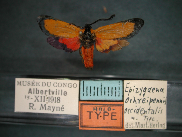 /filer/webapps/moths/media/images/O/occidentalis_Epiorna_HT_RMCA_01.jpg