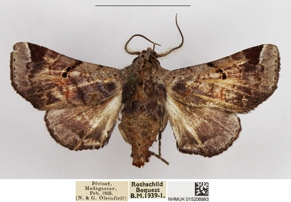 /filer/webapps/moths/media/images/O/occidentalis_Eutelia_AM_NHMUK_01.jpg