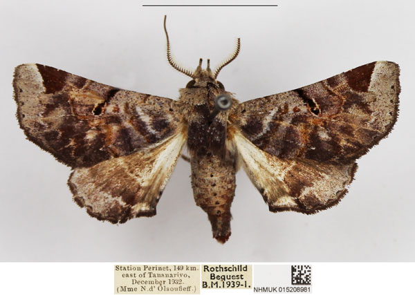 /filer/webapps/moths/media/images/O/occidentalis_Eutelia_AM_NHMUK_02.jpg