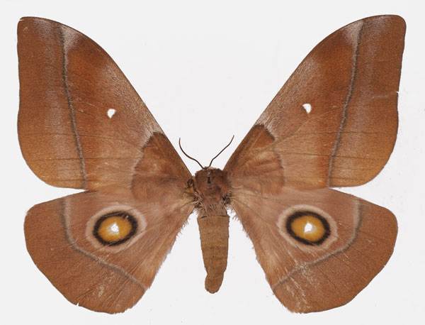 /filer/webapps/moths/media/images/O/occidentalis_Gonimbrasia_AF_Basquina.jpg