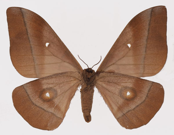 /filer/webapps/moths/media/images/O/occidentalis_Gonimbrasia_AF_Basquinb.jpg