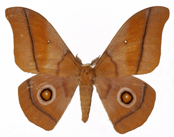 /filer/webapps/moths/media/images/O/occidentalis_Gonimbrasia_AM_Basquin.jpg