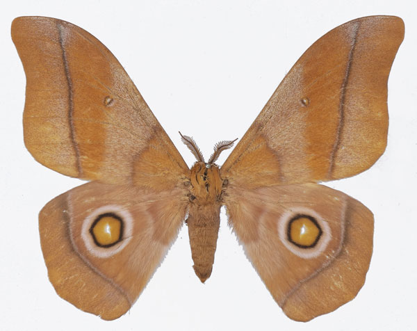 /filer/webapps/moths/media/images/O/occidentalis_Gonimbrasia_AM_Basquina.jpg