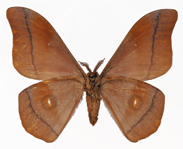 /filer/webapps/moths/media/images/O/occidentalis_Gonimbrasia_AM_Basquinb.jpg