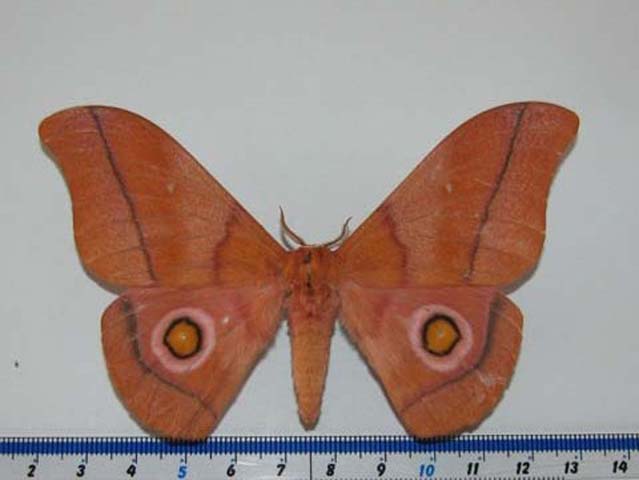 /filer/webapps/moths/media/images/O/occidentalis_Gonimbrasia_A_Goff.jpg