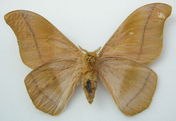 /filer/webapps/moths/media/images/O/occidentalis_Gonimbrasia_HT_NHMUKb.jpg