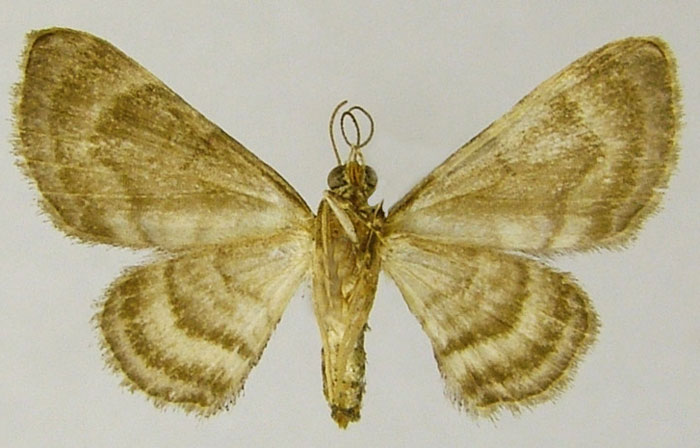/filer/webapps/moths/media/images/O/occidentalis_Gymnoscelis_HT_ZSMb.jpg