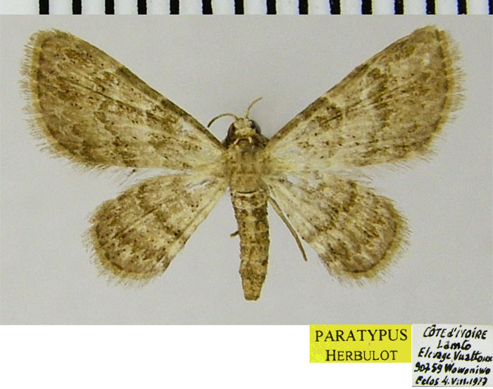 /filer/webapps/moths/media/images/O/occidentalis_Gymnoscelis_PTF_ZSM.jpg