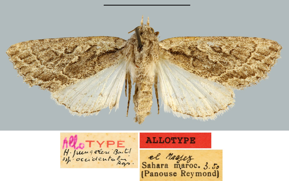 /filer/webapps/moths/media/images/O/occidentalis_Heterographa_AT_MNHN.jpg