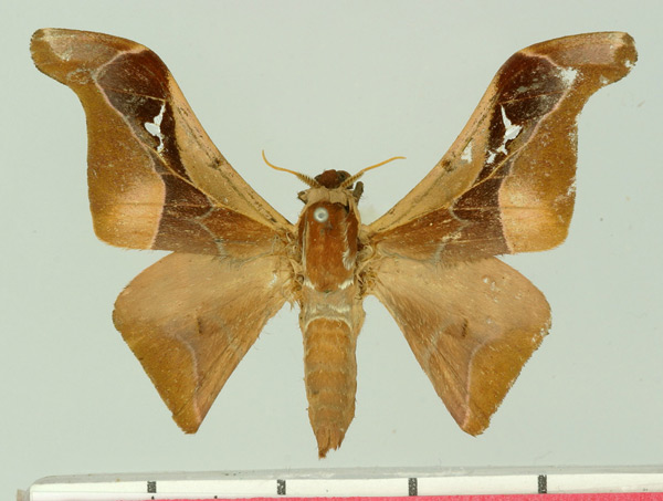 /filer/webapps/moths/media/images/O/occidentalis_Holocerina_AM_Basquin.jpg