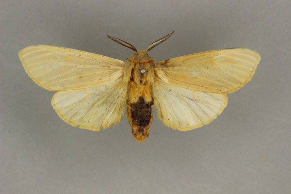 /filer/webapps/moths/media/images/O/occidentalis_Kenyarctia_AM_BMNH.jpg