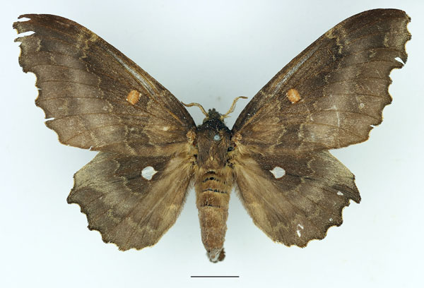 /filer/webapps/moths/media/images/O/occidentalis_Mimopacha_AF_Basquin_01.jpg