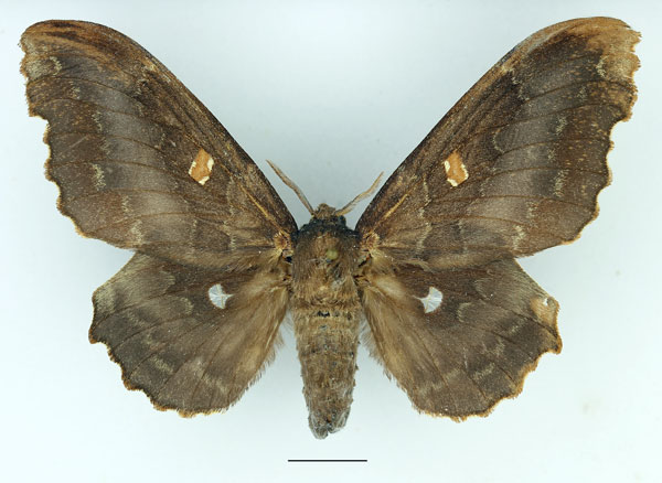 /filer/webapps/moths/media/images/O/occidentalis_Mimopacha_AF_Basquin_02.jpg