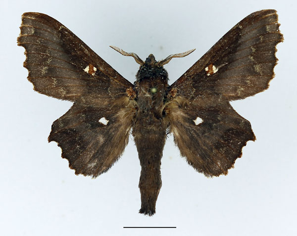 /filer/webapps/moths/media/images/O/occidentalis_Mimopacha_AM_Basquin_01.jpg