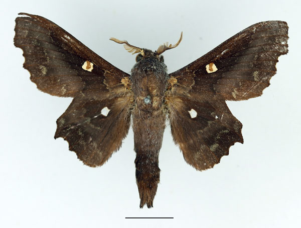 /filer/webapps/moths/media/images/O/occidentalis_Mimopacha_AM_Basquin_02.jpg