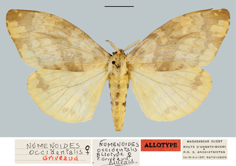 /filer/webapps/moths/media/images/O/occidentalis_Numenoides_AT_MNHN.jpg