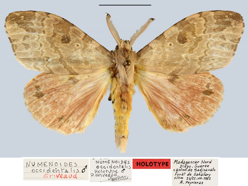 /filer/webapps/moths/media/images/O/occidentalis_Numenoides_HT_MNHN.jpg