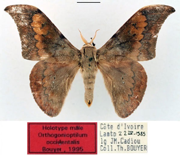 /filer/webapps/moths/media/images/O/occidentalis_Orthogonioptilum_HT_RBINS_01.jpg