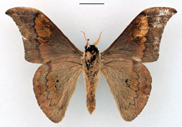 /filer/webapps/moths/media/images/O/occidentalis_Orthogonioptilum_HT_RBINS_02.jpg