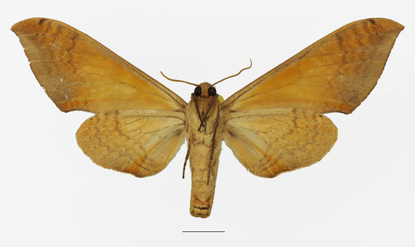 /filer/webapps/moths/media/images/O/occidentalis_Pseudoclanis_AF_Basquinb.jpg