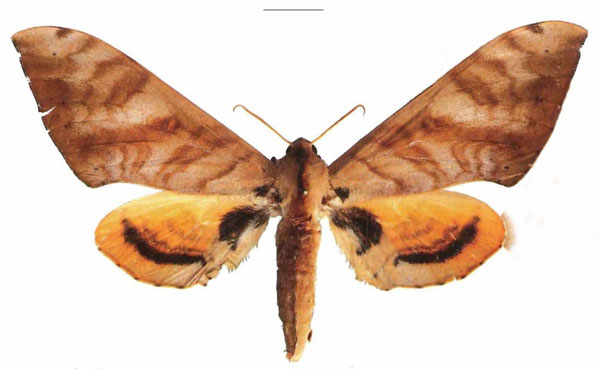 /filer/webapps/moths/media/images/O/occidentalis_Pseudoclanis_AF_EMEM.jpg