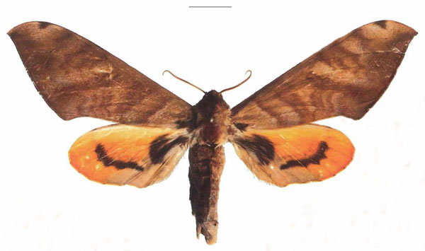 /filer/webapps/moths/media/images/O/occidentalis_Pseudoclanis_AF_EMEM_01.jpg