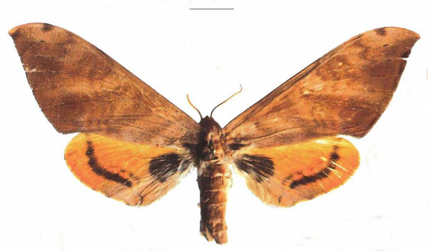 /filer/webapps/moths/media/images/O/occidentalis_Pseudoclanis_AF_EMEM_02.jpg