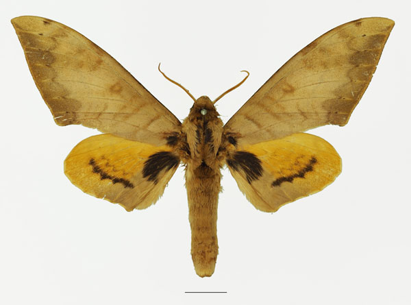 /filer/webapps/moths/media/images/O/occidentalis_Pseudoclanis_AM_Basquina.jpg