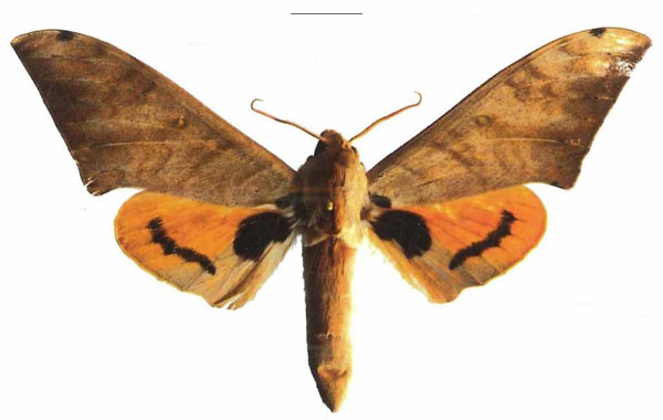 /filer/webapps/moths/media/images/O/occidentalis_Pseudoclanis_AM_EMEMa.jpg