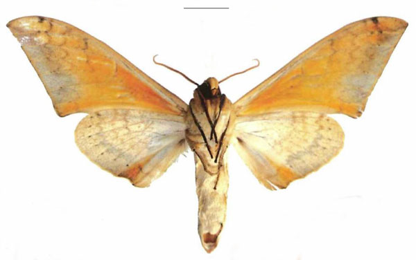 /filer/webapps/moths/media/images/O/occidentalis_Pseudoclanis_AM_EMEMb.jpg