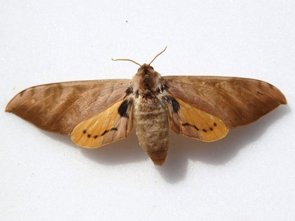 /filer/webapps/moths/media/images/O/occidentalis_Pseudoclanis_A_Goff_01.jpg