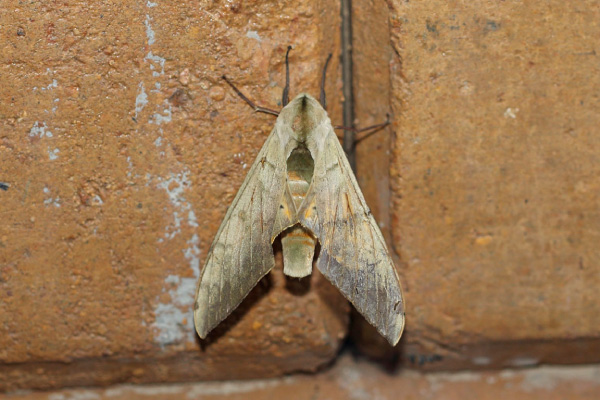 /filer/webapps/moths/media/images/O/occidentalis_Pseudoclanis_A_Voaden.jpg