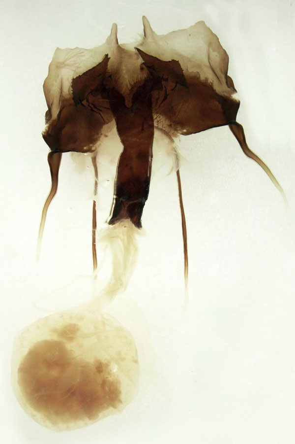 /filer/webapps/moths/media/images/O/occidentalis_Pseudoclanis_GF_Basquin.jpg