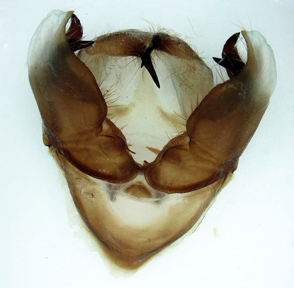 /filer/webapps/moths/media/images/O/occidentalis_Pseudoclanis_GM_Basquin.jpg