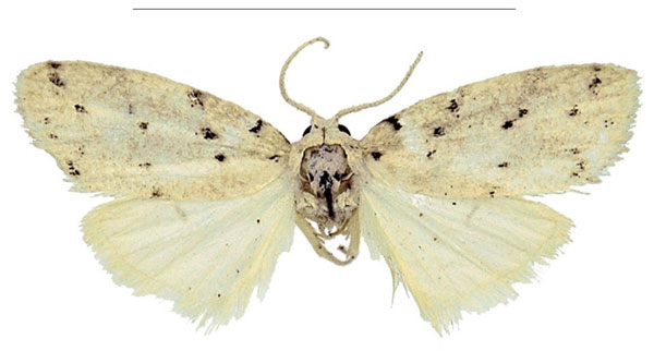 /filer/webapps/moths/media/images/O/occidentalis_Spatulosia_HT_MSNS.jpg