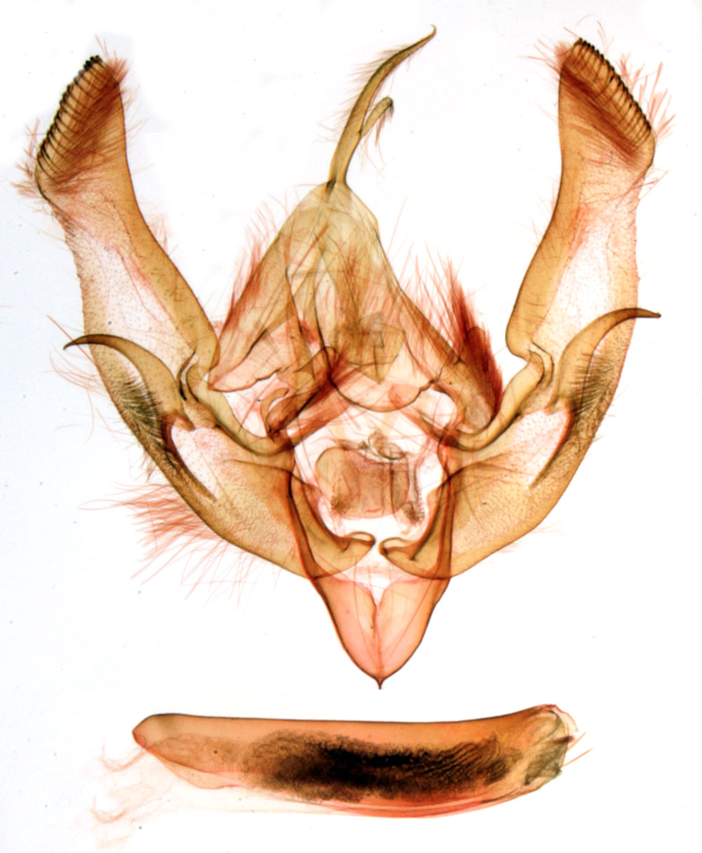 /filer/webapps/moths/media/images/O/occidentalis_Tracheplexia_GMHT_MNHN_241.jpg