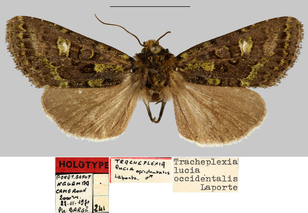 /filer/webapps/moths/media/images/O/occidentalis_Tracheplexia_HT_MNHN.jpg