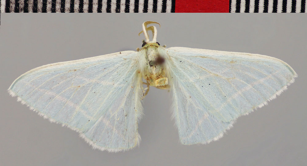 /filer/webapps/moths/media/images/O/occidentalis_Trimetopia_HT_BMNH.jpg