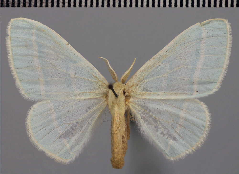 /filer/webapps/moths/media/images/O/occidentalis_Trimetopia_PTM_ZSM.jpg