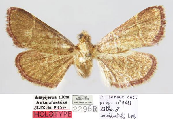 /filer/webapps/moths/media/images/O/occidentalis_Zitha_HT_MNHN.jpg