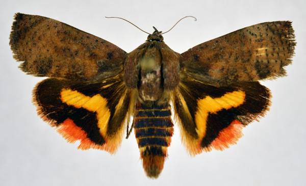 /filer/webapps/moths/media/images/O/occidentalium_Hyblaea_AF_NHMO.jpg