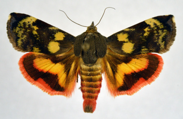 /filer/webapps/moths/media/images/O/occidentalium_Hyblaea_AM_NHMO.jpg